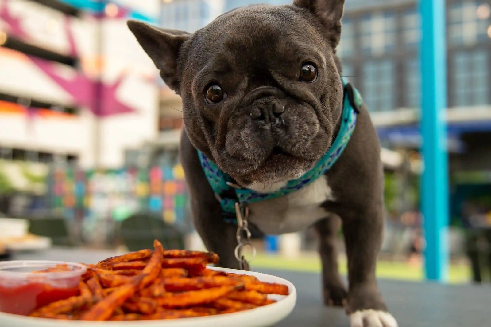 A French bulldog eyeing a plate of sweet potato fries at Bark Social Bethesda
